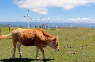 Kráva a větrné elektrárny